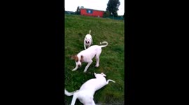 Dogs bump into boy .