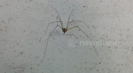 spider close up video