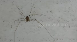 spider close up video