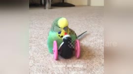 Newsflare Edit - Reggie the budgie has sex with girlfriend