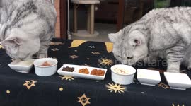 Buffet for cats
