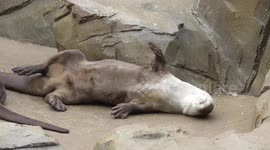 Just some very cute otters greeting each other