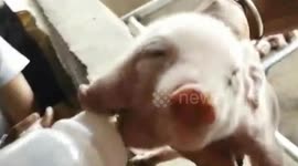 Pig born with two heads in northern China