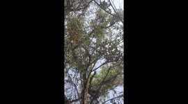 2 Spotted Bush Snake males fighting