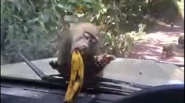 Teasing a monkey with a banana