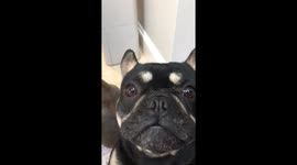 French bulldog headbutting