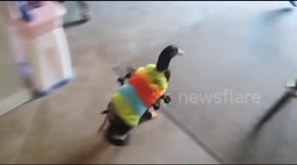 Pet duck dressed as caterpillar chases kids