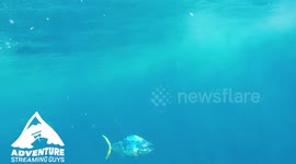 Beautifully Colored Mahi-Mahi School Underwater