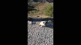 Pugs don't make good sheep dogs