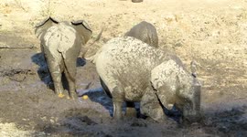 You Won’t Believe the Fun These Elephants have