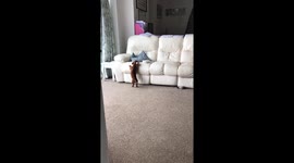 Just a very cute UK dachshund puppy trying to get the food