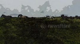Cartoon Running Wild Dartmoor Ponies