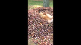 Is there a funny dog attached to that tail?