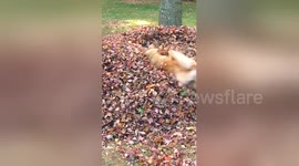 Newsflare Edit - Is there a funny dog attached to that Tail?