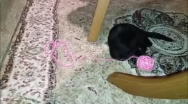 Cute black kitty playing with a ball of yarn
