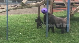 Baby gorilla play-fights with big brother