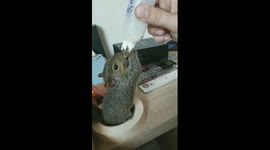 Baby squirrel nursed back to health after Hurricane Irma