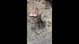 Bizarre creature looks like alien life form