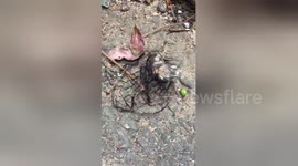 Newsflare Edit - Bizarre creature looks like alien life form