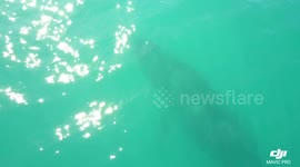 famaily of humpback whales