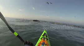 Kayakers and humpback whale witness sea lion feeding frenzy
