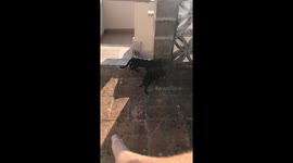 Semi feral kittens in Spain