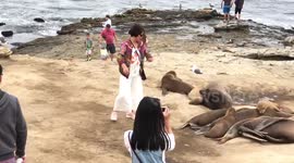 Sea lion scares woman in California