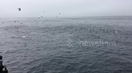 Humpback whale and sea lions capture sardines