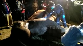 Rheumatic make Sumatran Elephant at Kinantan Zoo Die