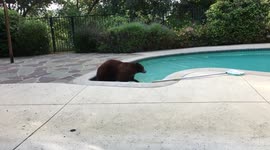 Kids go crazy as mama bear and cub visit family pool in Canada
