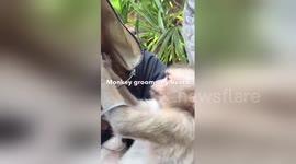 Newsflare Edit - Monkey Grooming My Beard