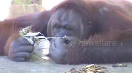 When the Orangutan Get Bored