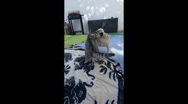Cat kicks pug off sofa after epic battle