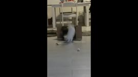 Two persian cats fight