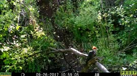 Piliated Woodpecker 26Sept2017