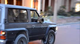 Baby monkey riding on a Nissan Patrol in Qatar