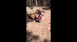 Cute Baby Toddler Hugs Angry sleeping Goat Petting Zoo Fail