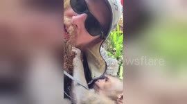 Monkey grooms man's beard in Buddhist temple