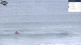 Killer whales join surfers during the 2017 Lofoten Masters