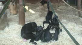 Chaos with the bonobo family