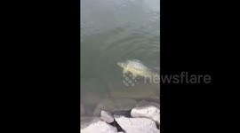 Angler amazed to see fishy friend following his catch