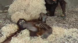 Orangutan Youngster Has Fun Doing A Twirl