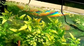 Tiny snails walking on water upside down