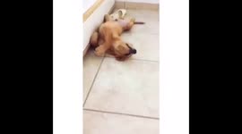 Puppy exhausted of a whole day of playing with friends