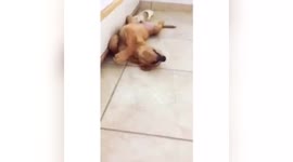 Newsflare Edit - Puppy exhausted of a whole day of playing with friends