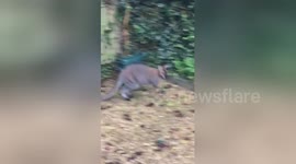 Wallaby on the loose in Henley on Thames