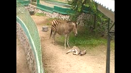This Zebra Child Born in Bukittinggi Zoo, West Sumatera, Indonesia