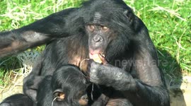 Bonobo uses corncob as a sponge to drink water