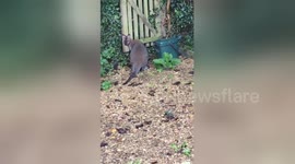 Wallaby on the loose in English countryside