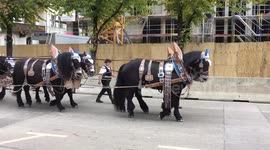 Oktoberfest 2017 beer horses